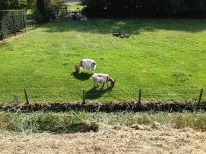 Goats! The most energy efficient and economical option for lawn care.